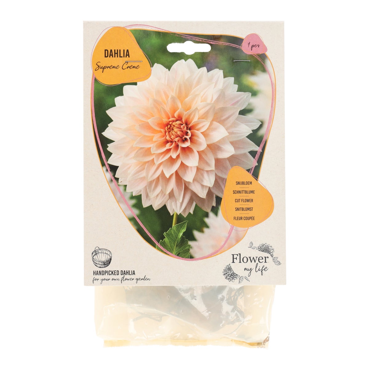 Dahlia flower my life supreme creme Dahlia flower my life supreme creme