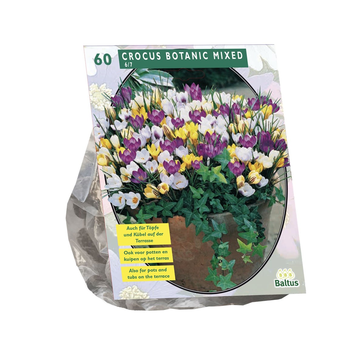 Crocus Botanisch mix per 60 Crocus Botanisch mix per 60