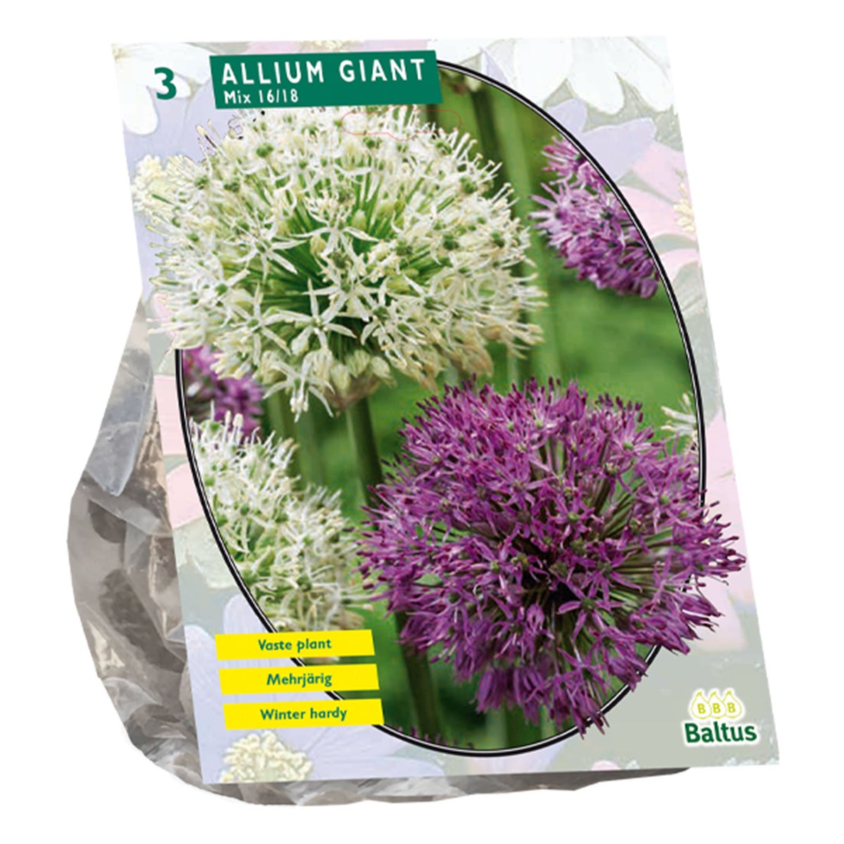 Allium Giant mix per 3 Allium Giant mix per 3