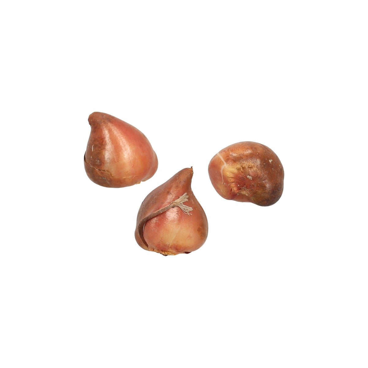 Tulipa dubbel laat Upstar 10st. Tulipa dubbel laat Upstar 10st.