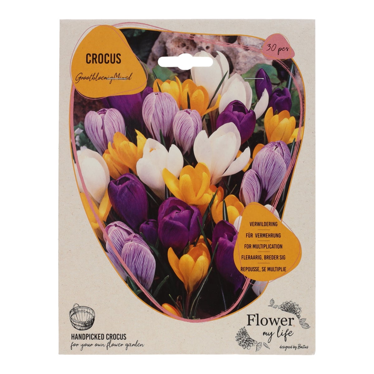 Crocus großblütig Mix 30 Stück Crocus großblütig Mix 30 Stück