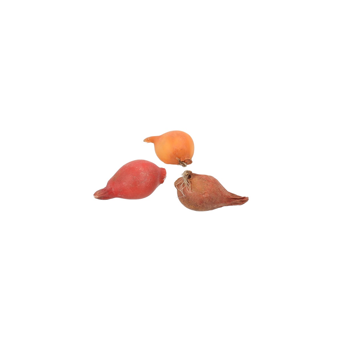 Tulipa Species mix 40 stuks Tulipa Species mix 40 stuks
