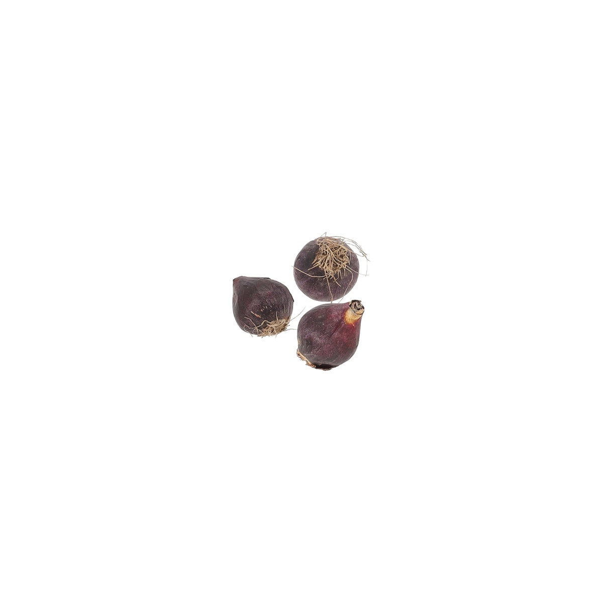 Scilla Siberica 40 stuks Scilla Siberica 40 stuks