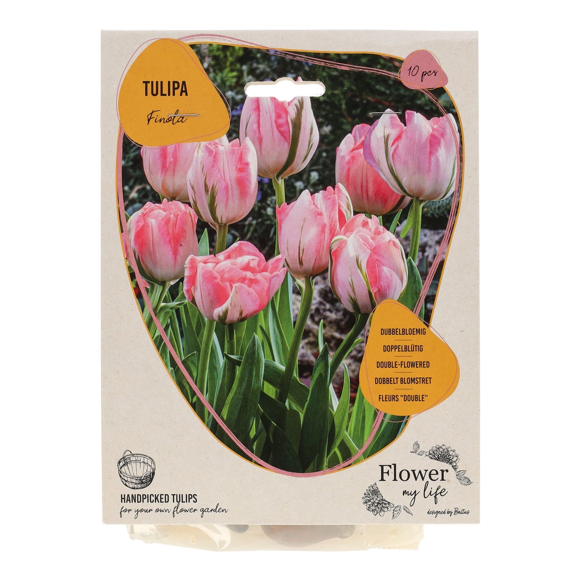 Tulipa dubbel laat Finola 10 stuks Tulipa dubbel laat Finola 10 stuks