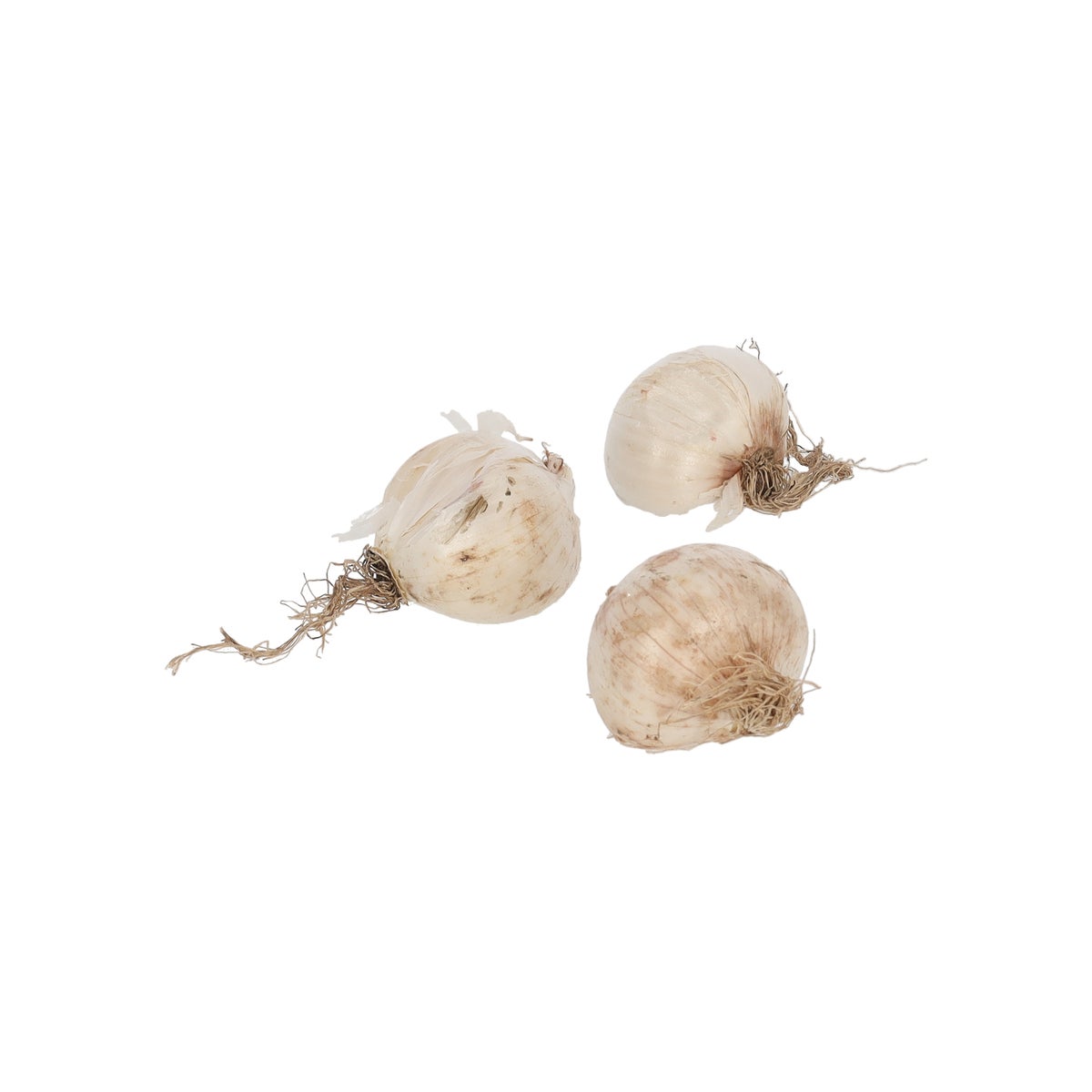Allium mix paars wit per 15 Allium mix paars wit per 15