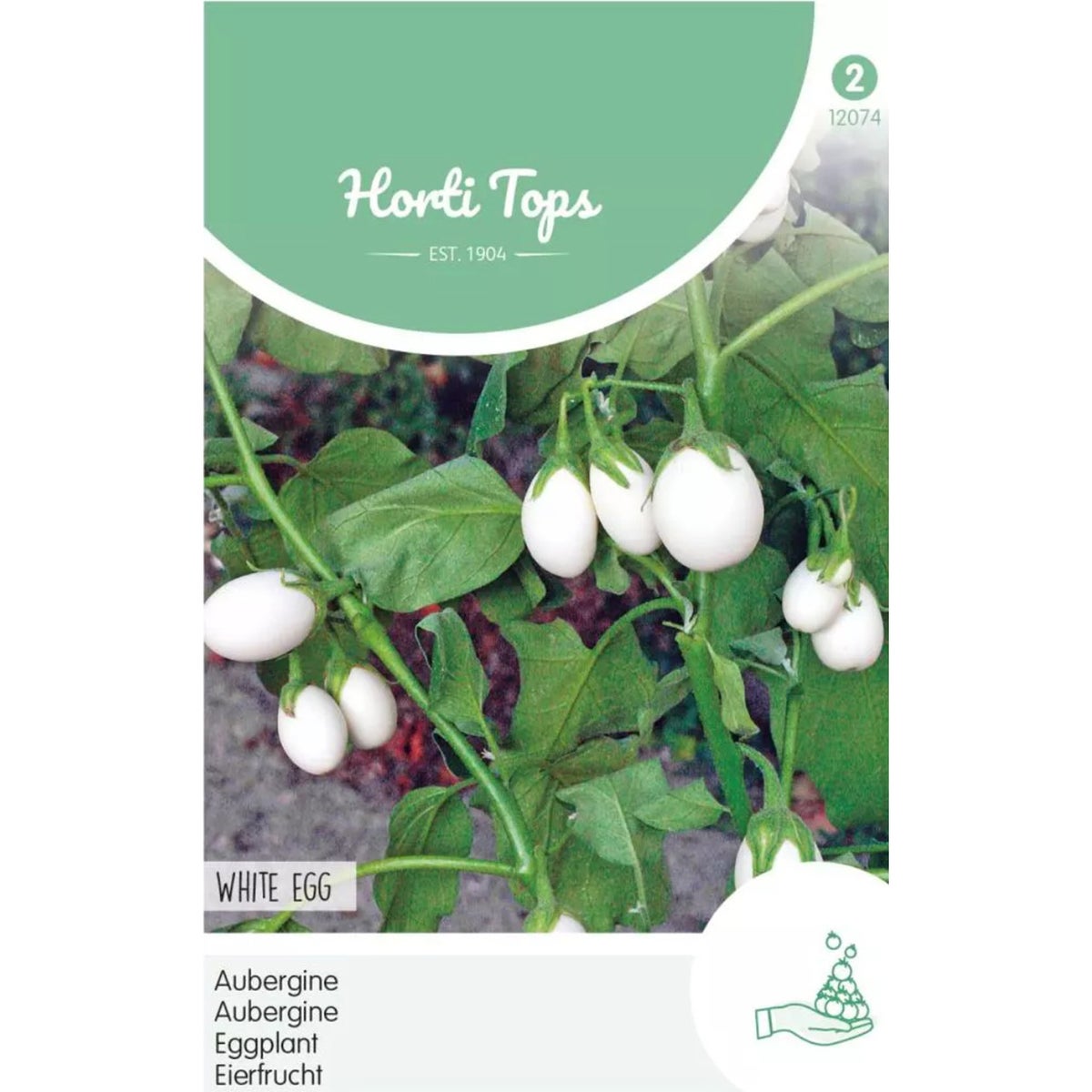 Aubergine white Eggs Aubergine white Eggs