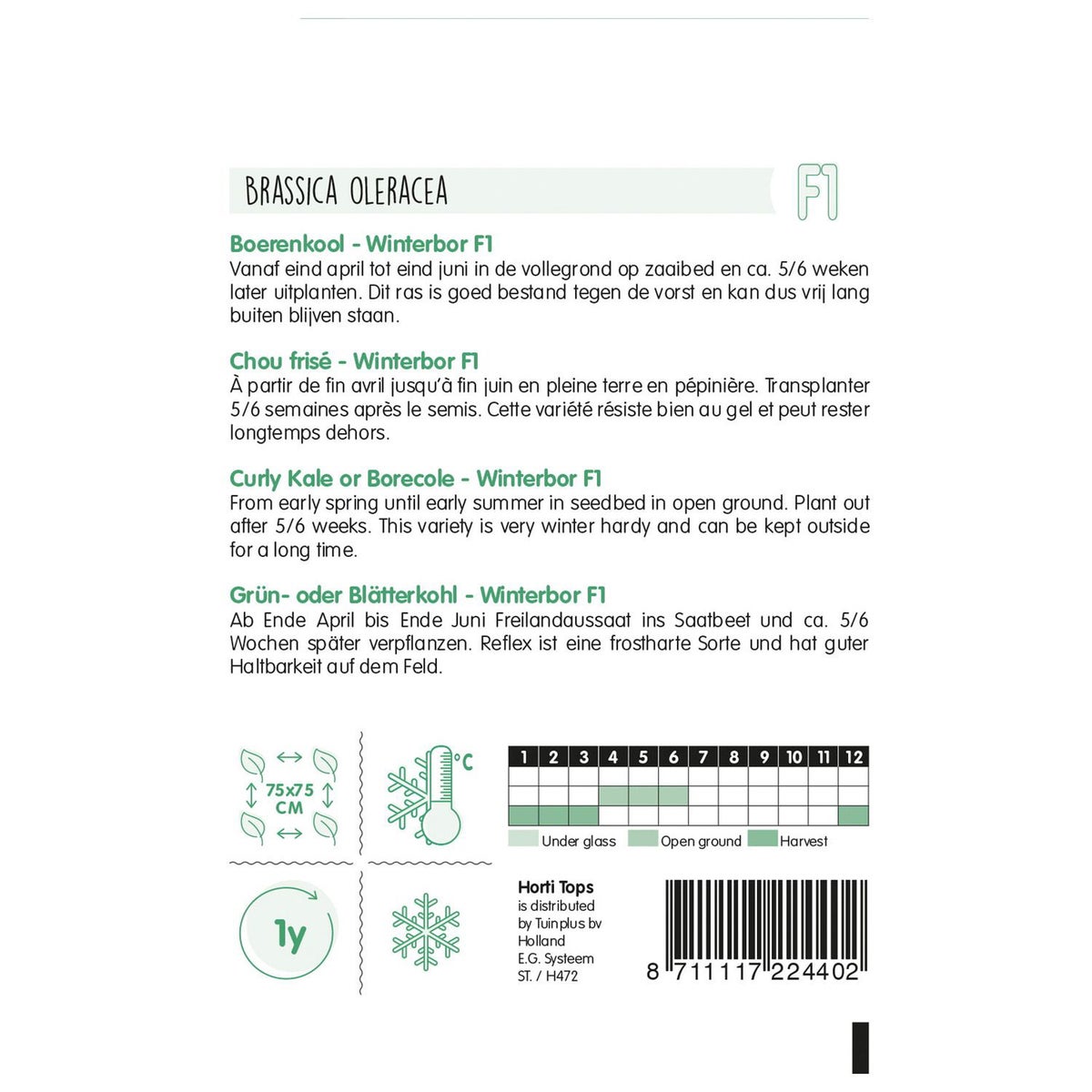 Boerenkool winterbor F1 Boerenkool winterbor F1