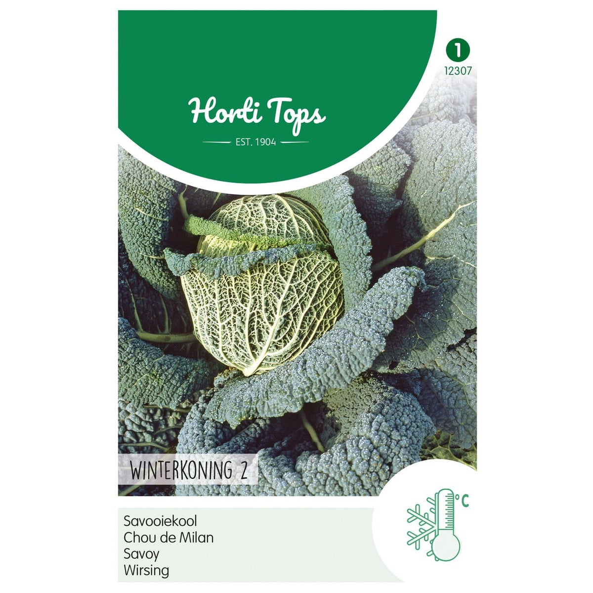 Savooiekool Winterkoning 2 Savooiekool Winterkoning 2