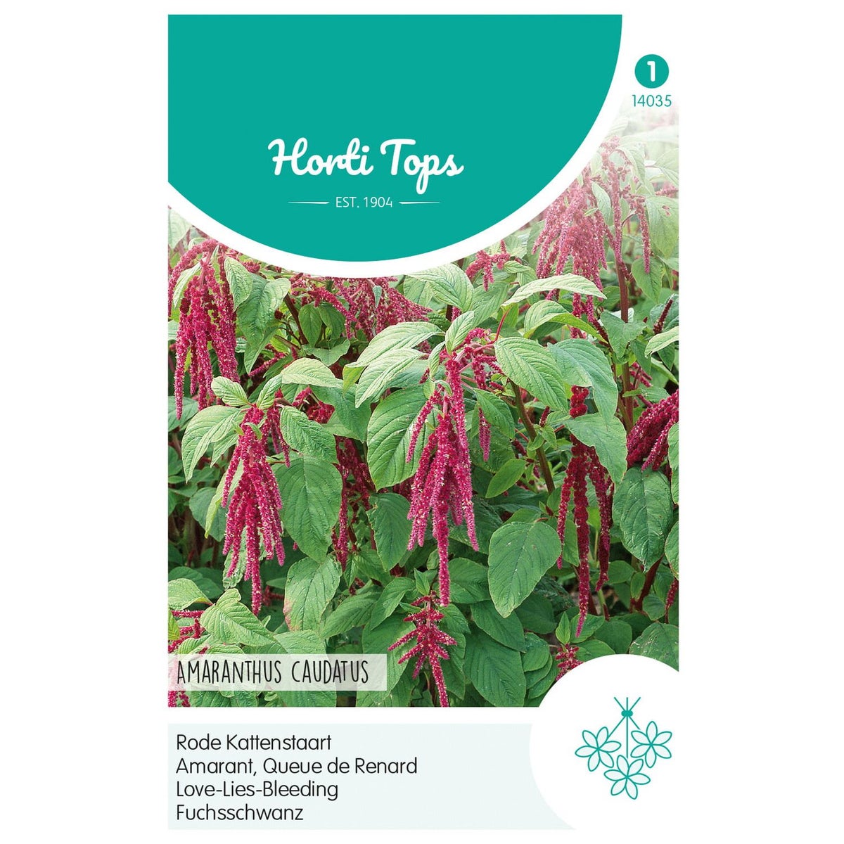 Rode Kattenstaart Rode Kattenstaart