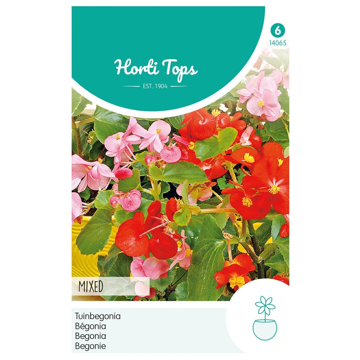 Begonia Tuinbegonia gemengd Begonia Tuinbegonia gemengd