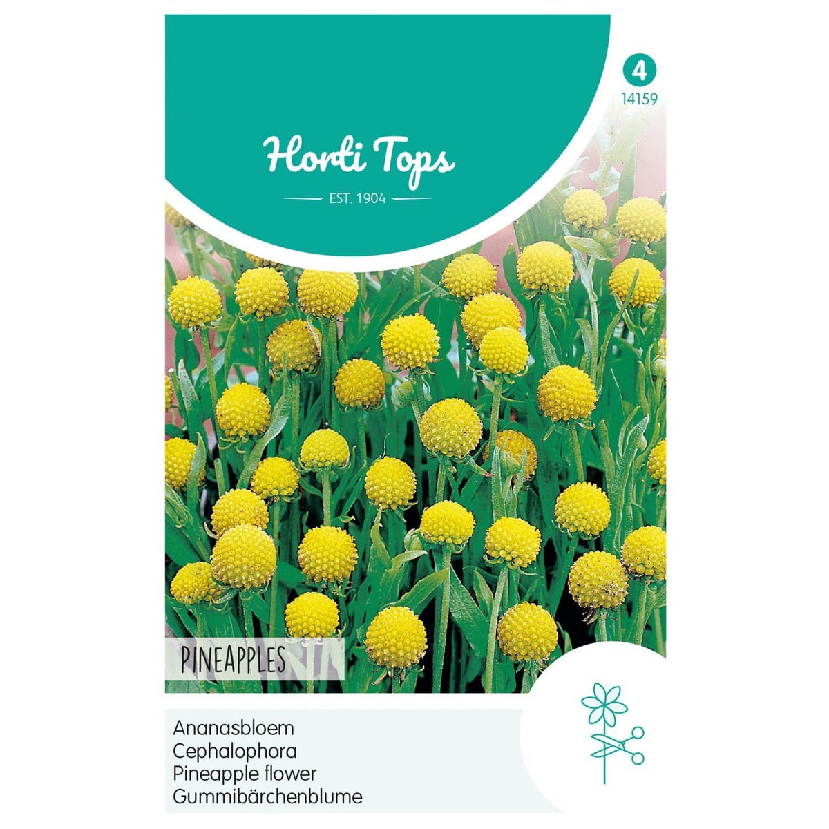 Ananasbloem Pineapples Ananasbloem Pineapples