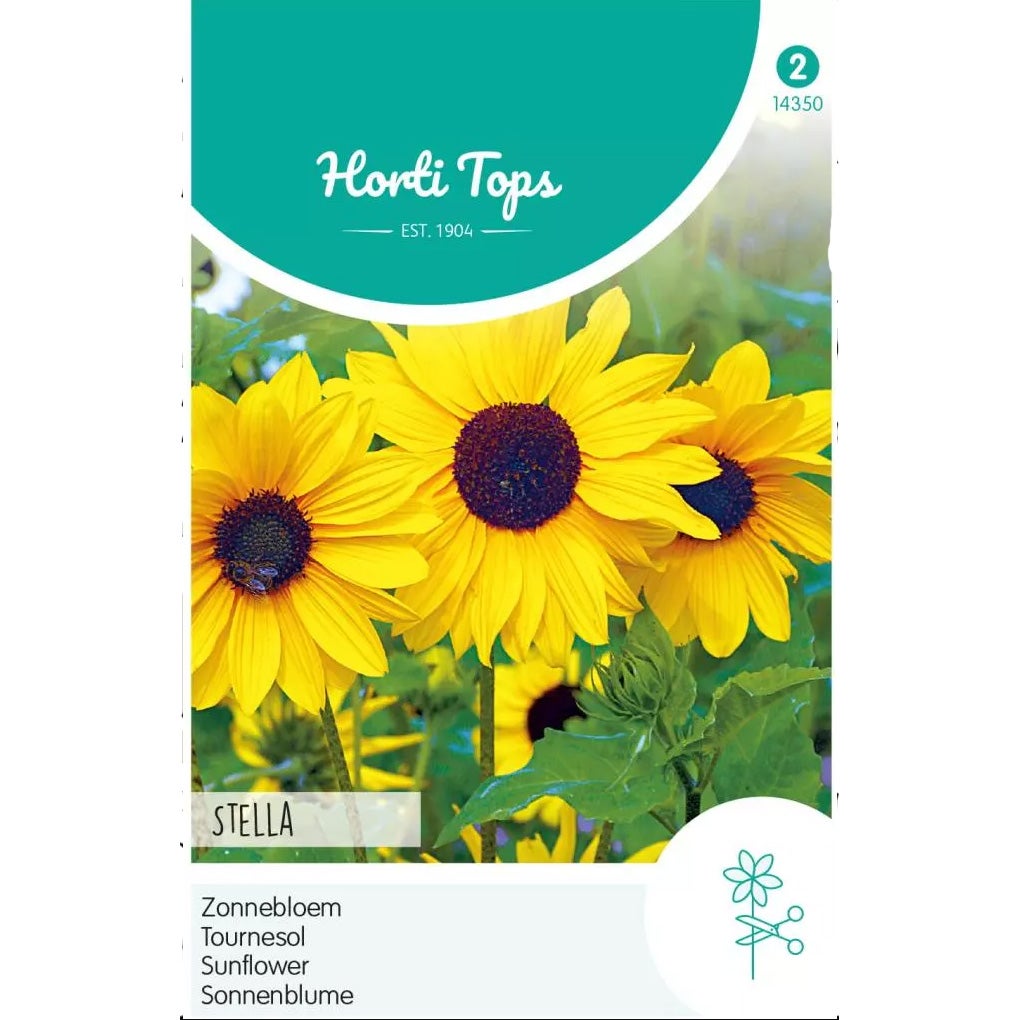 Zonnebloem Stella Zonnebloem Stella