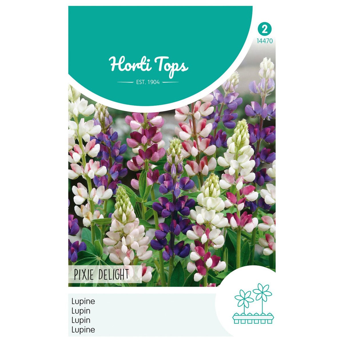 Lupine Pixie Delight mix Lupine Pixie Delight mix