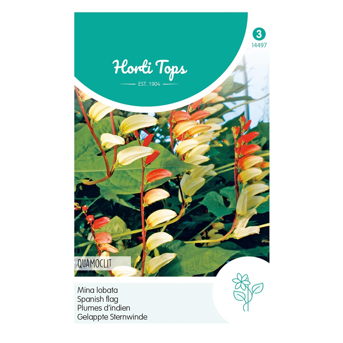 Mina Lobata Spaanse vlag Quamoclit Mina Lobata Spaanse vlag Quamoclit