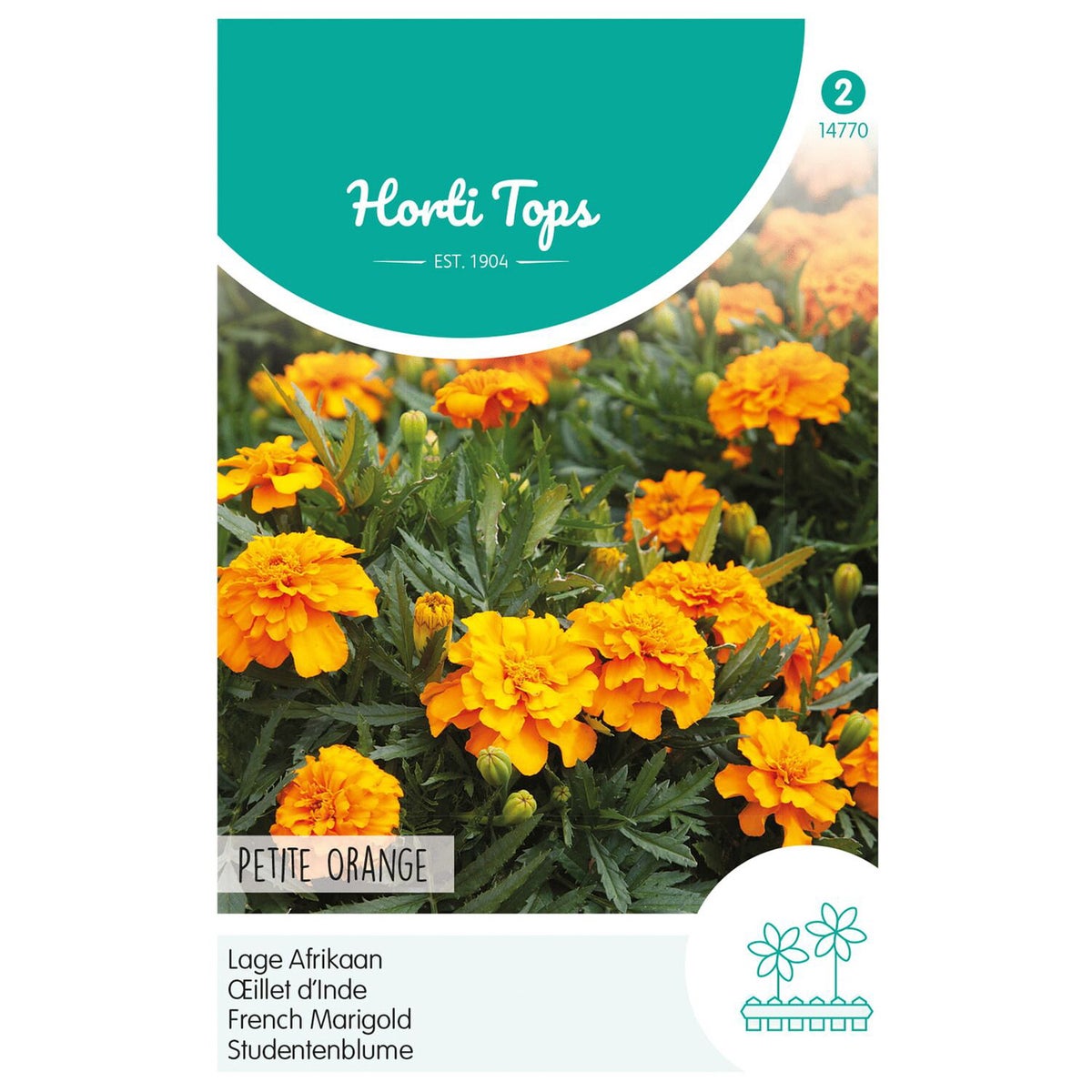 Lage Afrikaan Petite Orange Lage Afrikaan Petite Orange