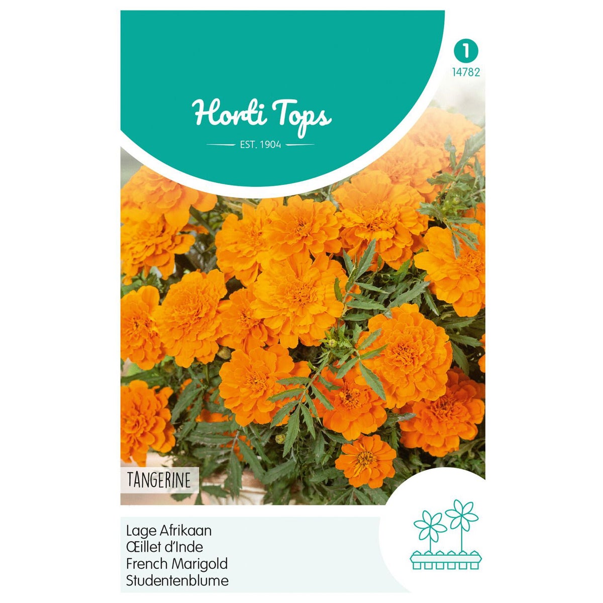 Lage Afrikaan Tangerine Lage Afrikaan Tangerine