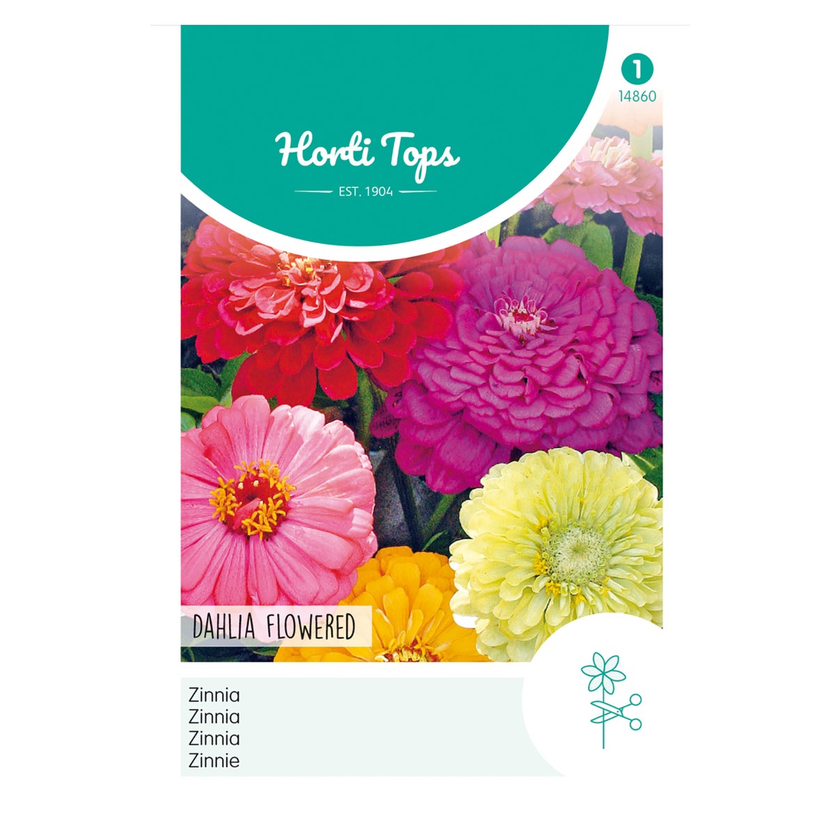 Zinnia Dahliabloemig Zinnia Dahliabloemig