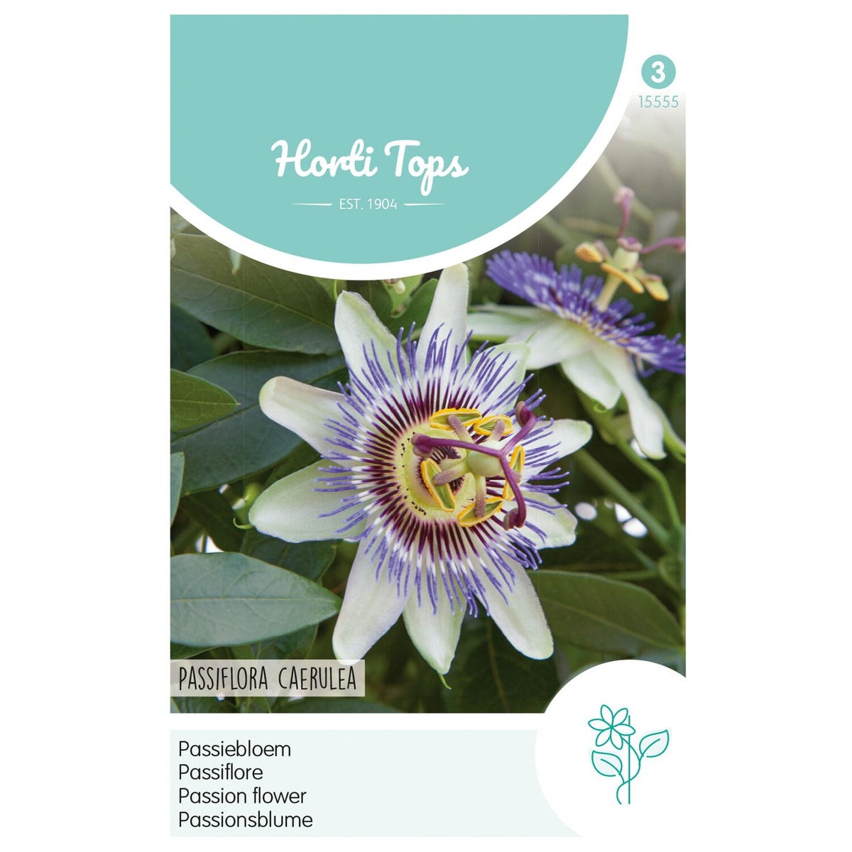 Passiebloem Passiebloem