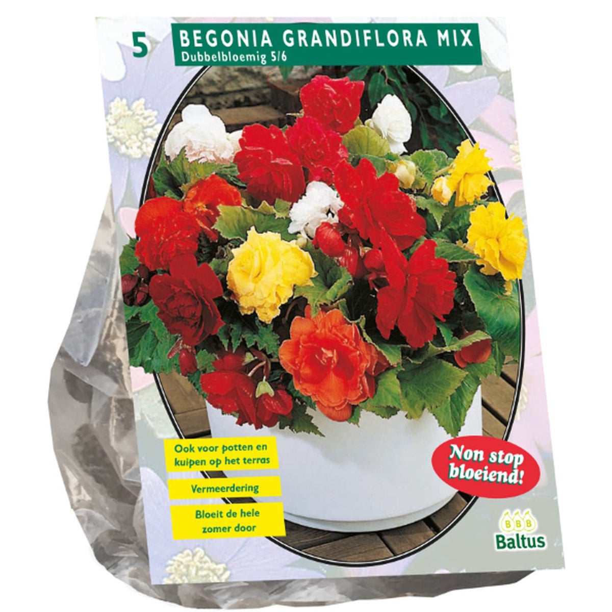 Begonia dubbelbloemig mix 5 stuks Begonia dubbelbloemig mix 5 stuks