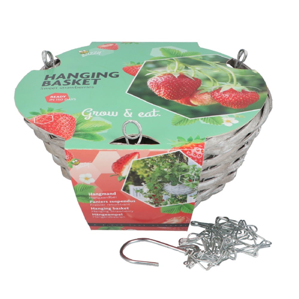 Hanging Basket aardbei Buzzy Hanging Basket aardbei Buzzy