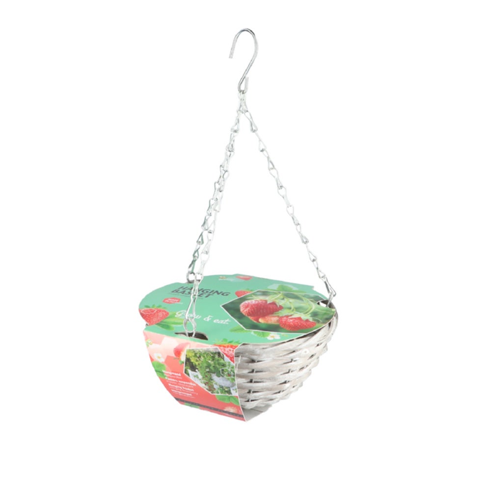 Hanging Basket aardbei Buzzy Hanging Basket aardbei Buzzy