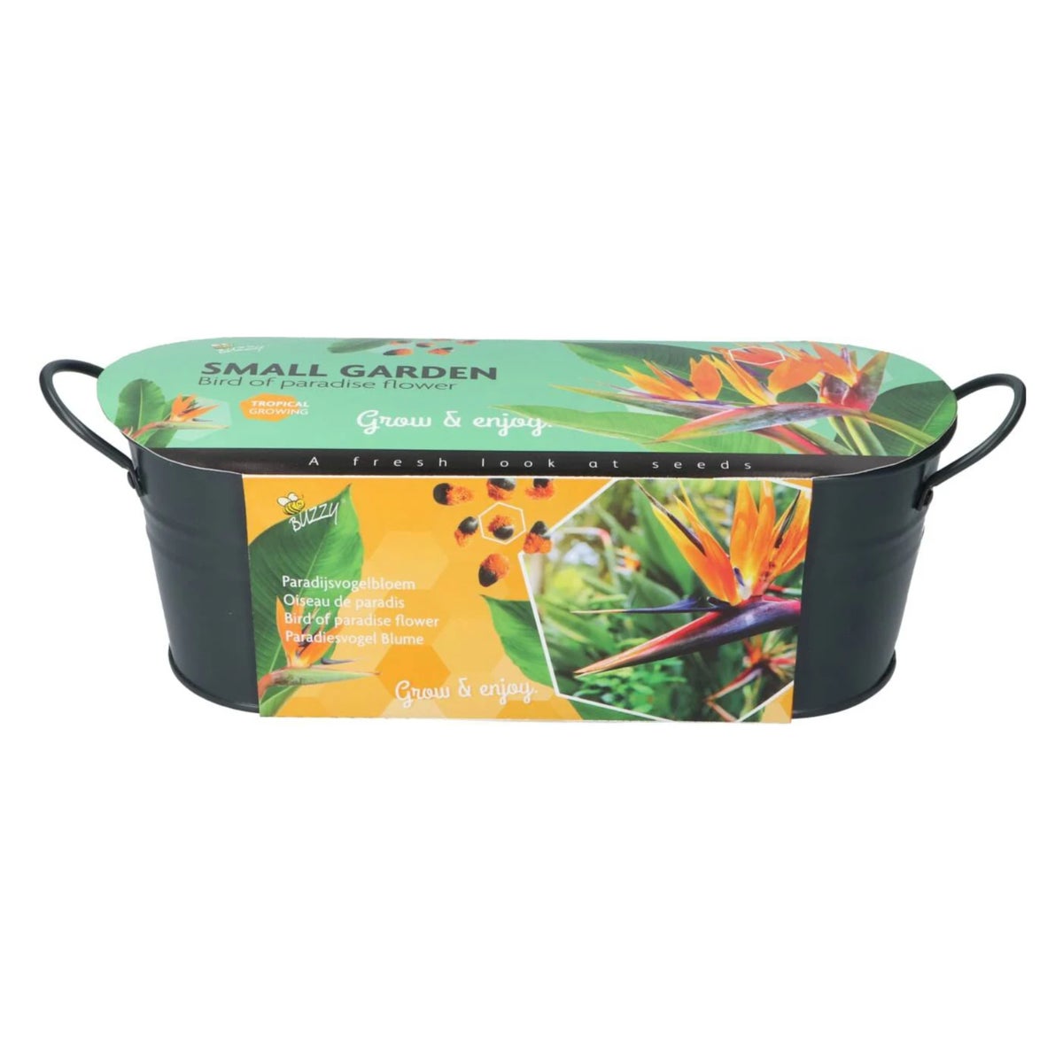 Buzzy Small Garden birds of paradise flower Buzzy Small Garden birds of paradise flower