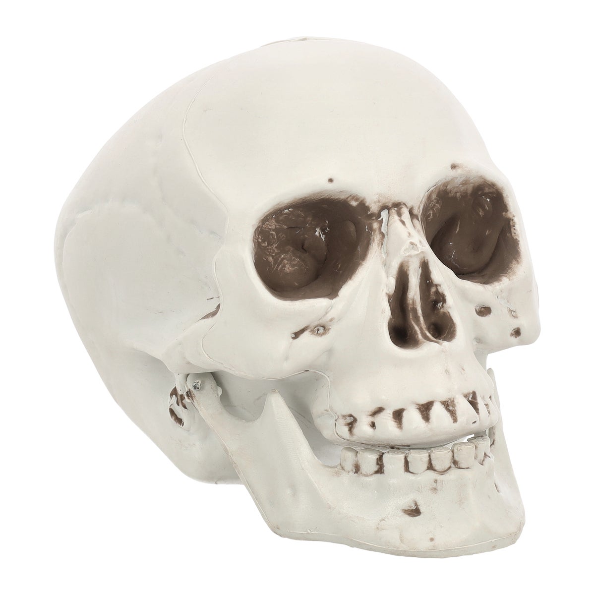Schedel bone 20 cm Schedel bone 20 cm