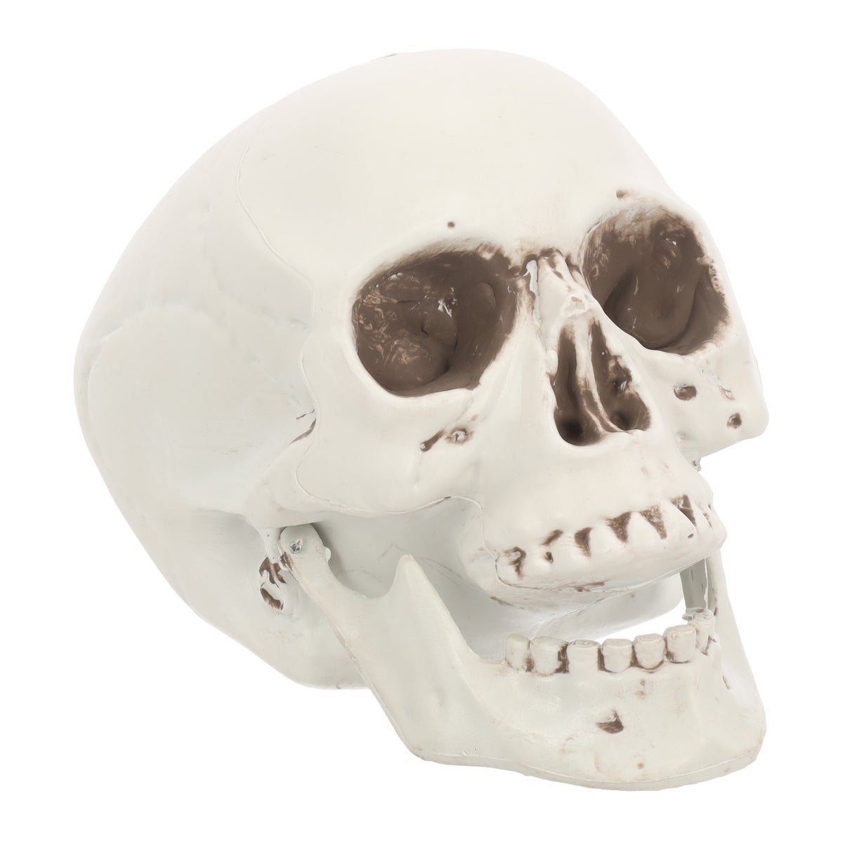 Schedel bone 20 cm Schedel bone 20 cm