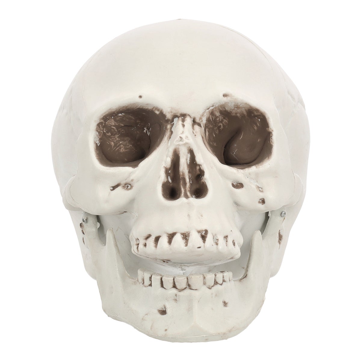 Schedel bone 20 cm Schedel bone 20 cm