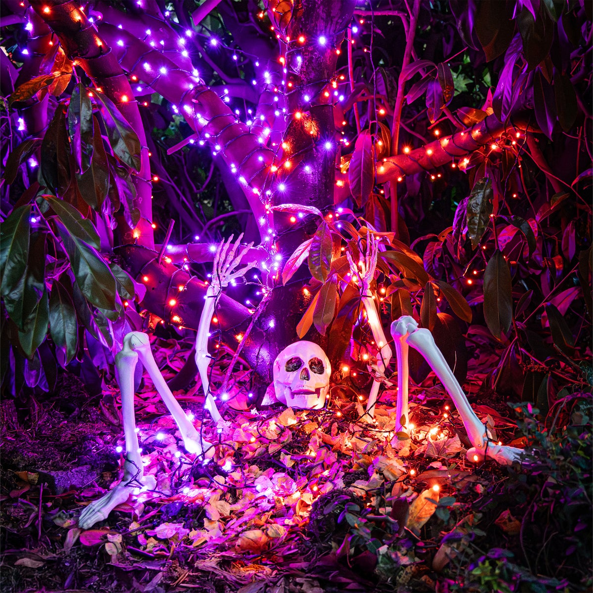 Grafset skelet met beenderen Grafset skelet met beenderen