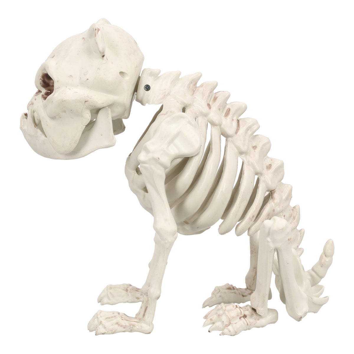 Skelet bulldog Skelet bulldog