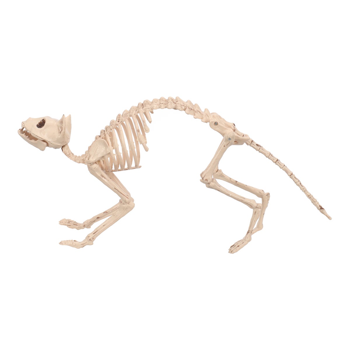 Skelet kat 60 cm Skelet kat 60 cm