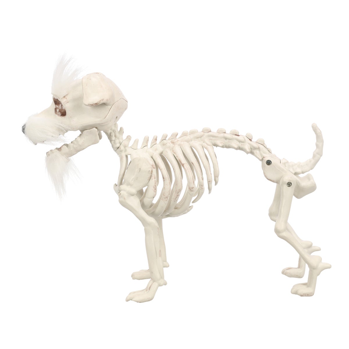 Skelet hond met haar Skelet hond met haar