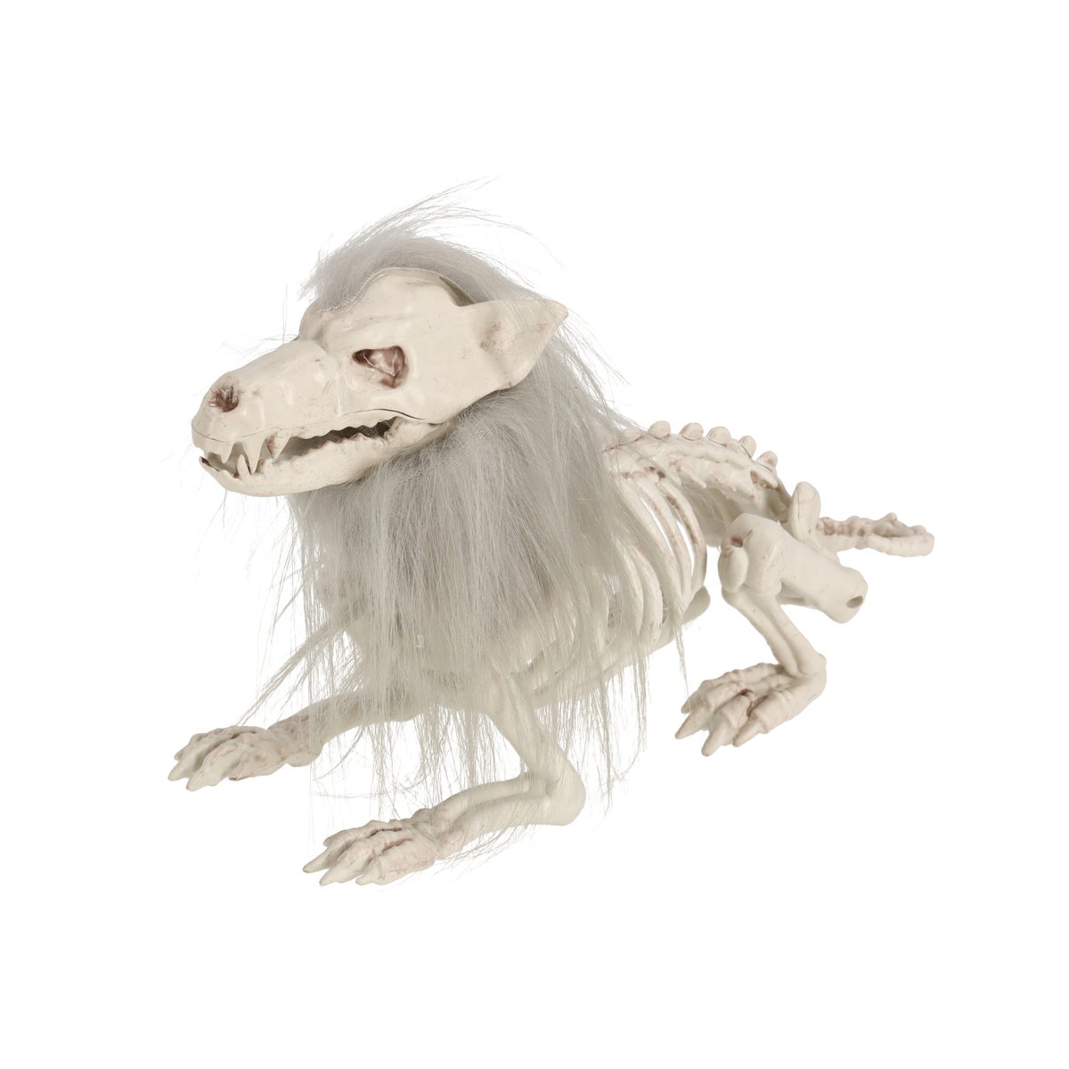 Skelet wolf met haar 34 cm Skelet wolf met haar 34 cm