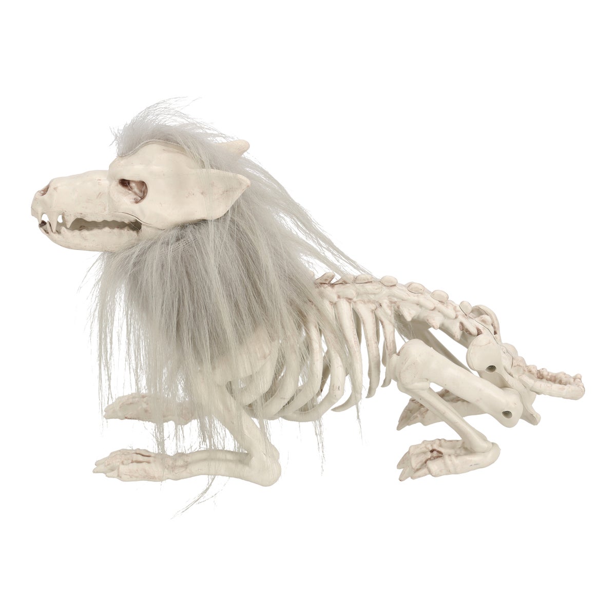 Skelet wolf met haar 34 cm Skelet wolf met haar 34 cm