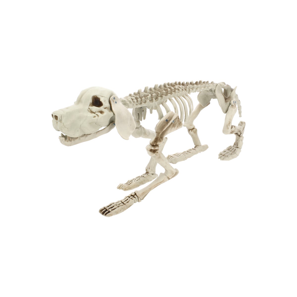 Skelet herdershond 70 cm Skelet herdershond 70 cm