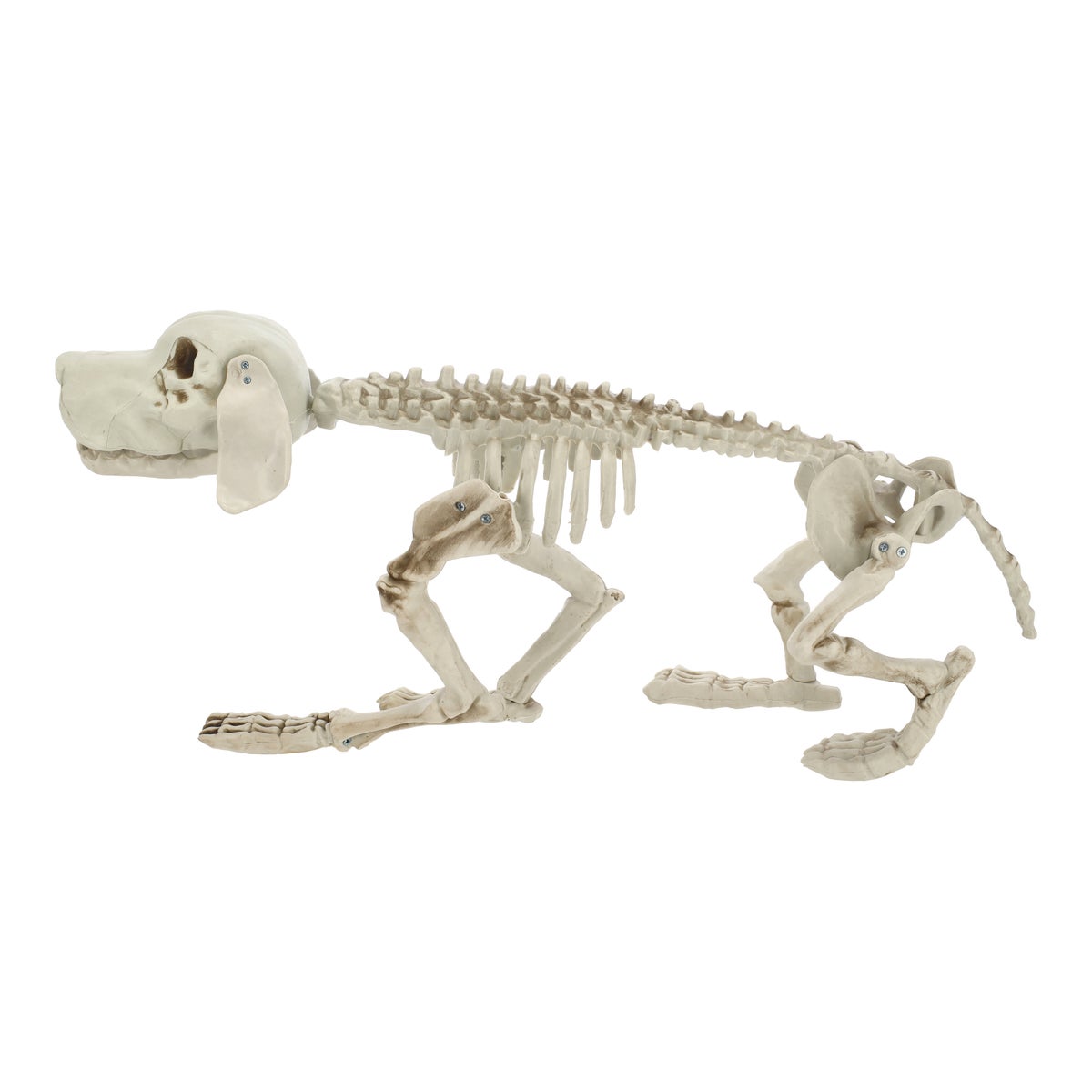Skelet herdershond 70 cm Skelet herdershond 70 cm