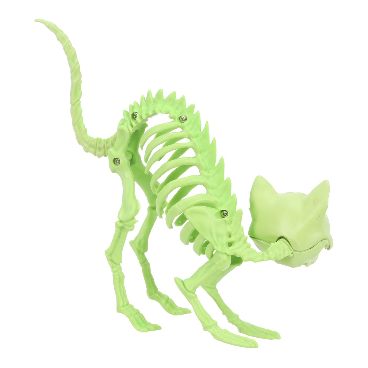Skelet kat groen Skelet kat groen