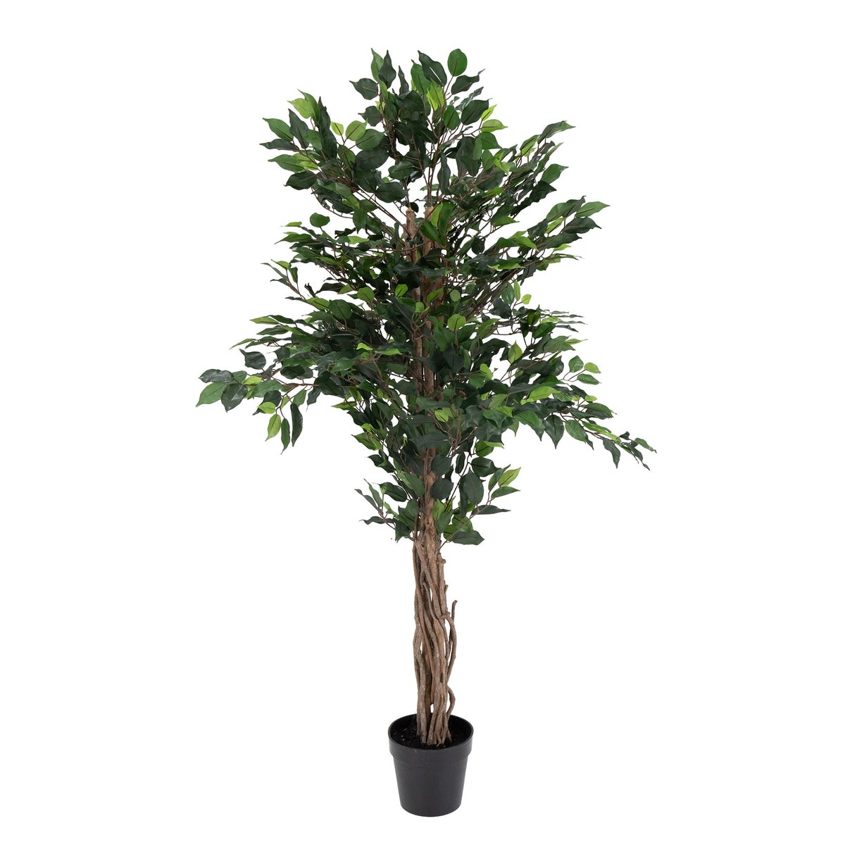 Ficus outdoor 150 cm Ficus outdoor 150 cm