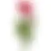 Ranonkel fuchsia 57cm
