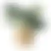 Plant in pot 31cm 3ass