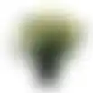 Plant P 4ass