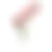 Klaproos rood 71cm