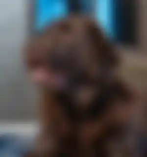 hond