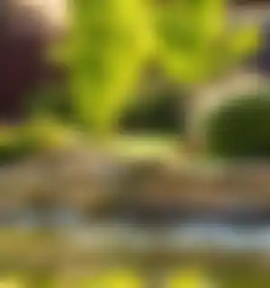 Vijver in een tuin