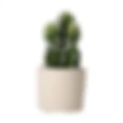 Cactus+pot 15cm BGH008