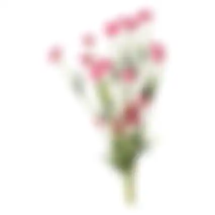 Tak bloemen Aleide fuchsia