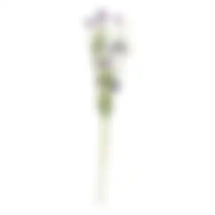Tak bloemen Aleide paars