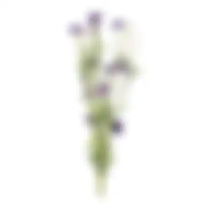 Tak bloemen Aleide paars