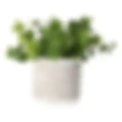 Plant in pot Ryan 17cm 3ass